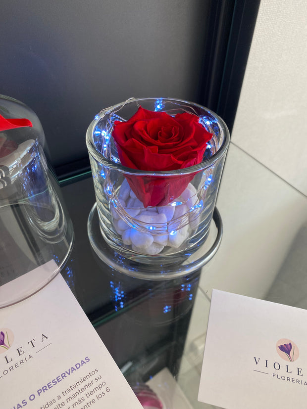 Rosa eterna en cúpula encantada Deluxe