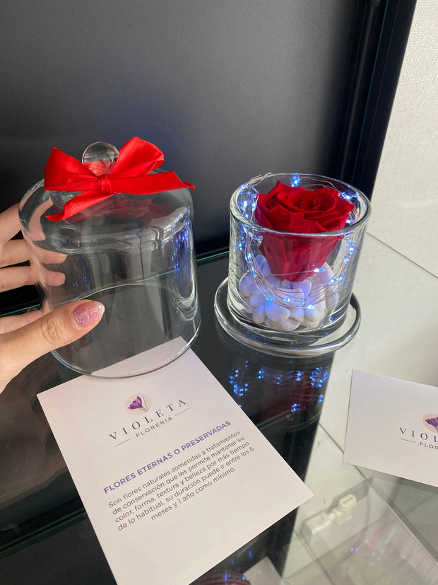 Rosa eterna en cúpula encantada Deluxe