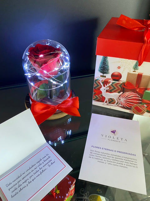 ⭐️ Rosa eterna en mini cúpula de Navidad ⭐️