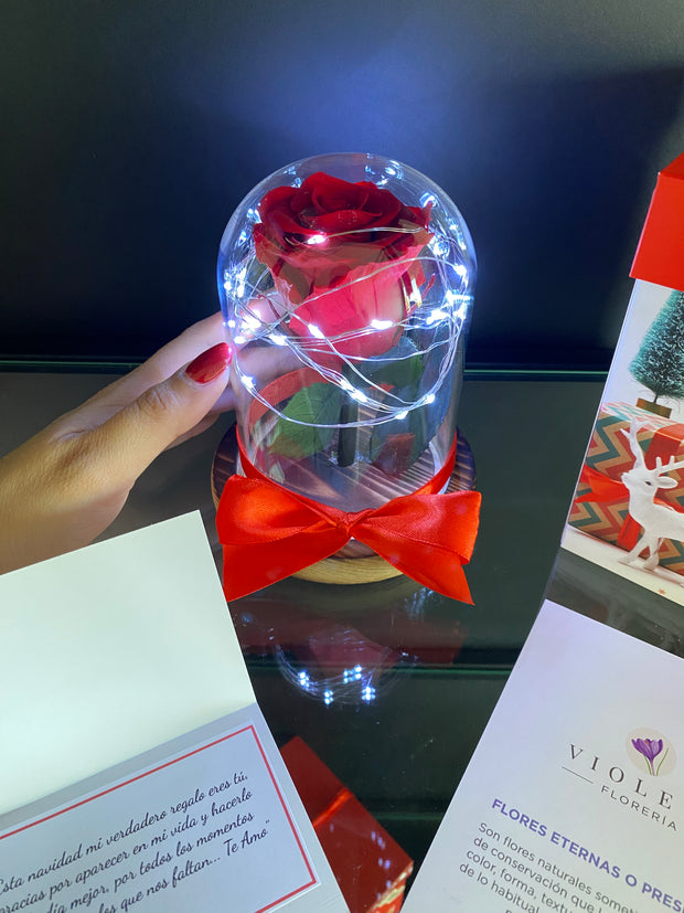 ⭐️ Rosa eterna en mini cúpula de Navidad ⭐️