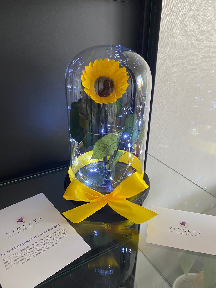 Girasol pequeño en cúpula Luxury