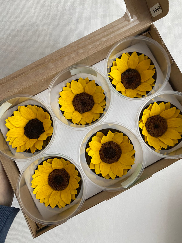 Caja de 6 girasoles eternos individuales