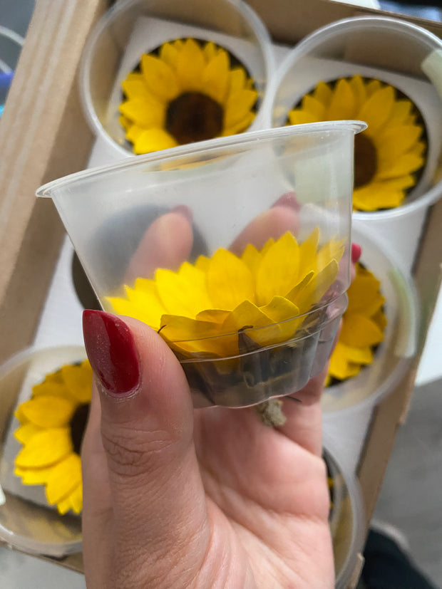 Caja de 6 girasoles eternos individuales