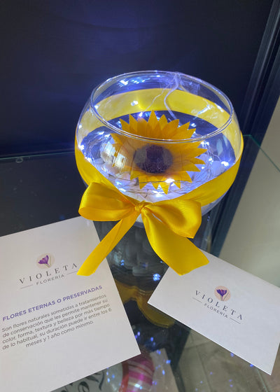Girasol en pecera - Florería Violeta