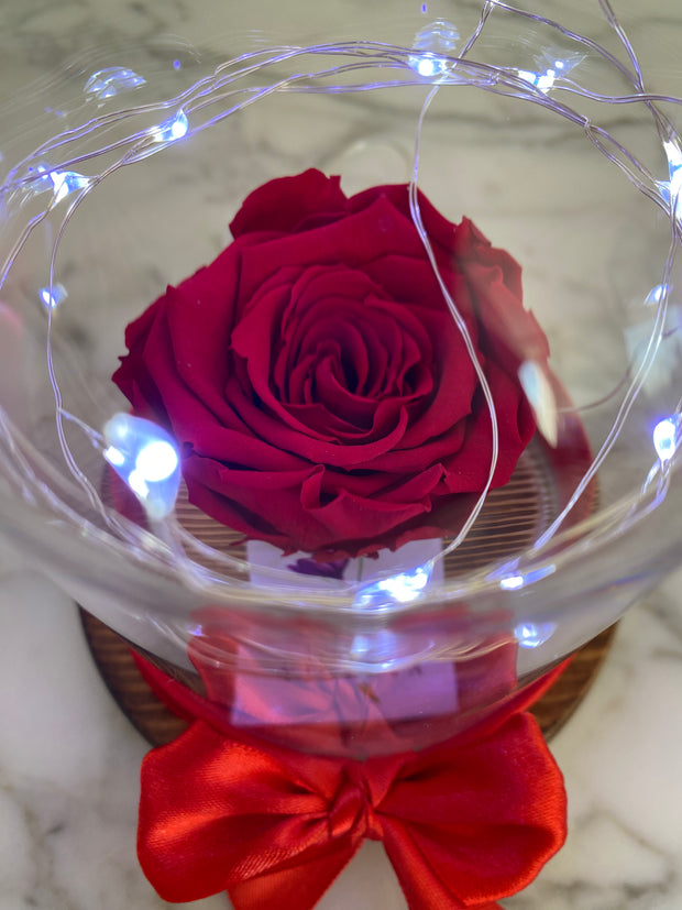 Rosa eterna en mini cúpula