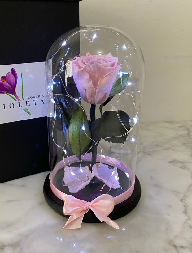 Rosa en cúpula Luxury Bella y Bestia Son - Florería Violeta