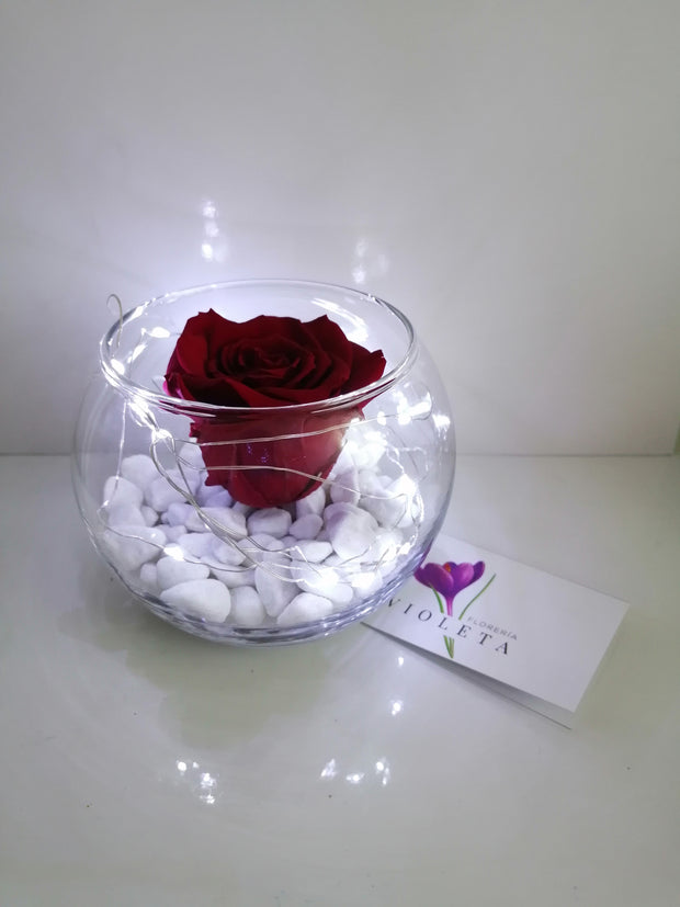Rosa eterna en pecera - Florería Violeta