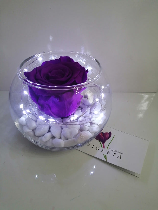 Rosa eterna en pecera - Florería Violeta