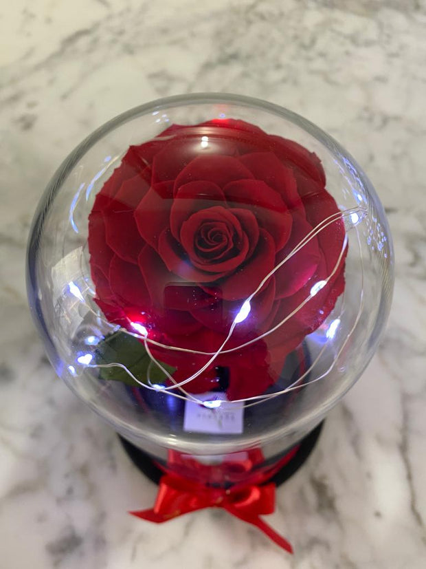 Rosón en cúpula Luxury - Florería Violeta